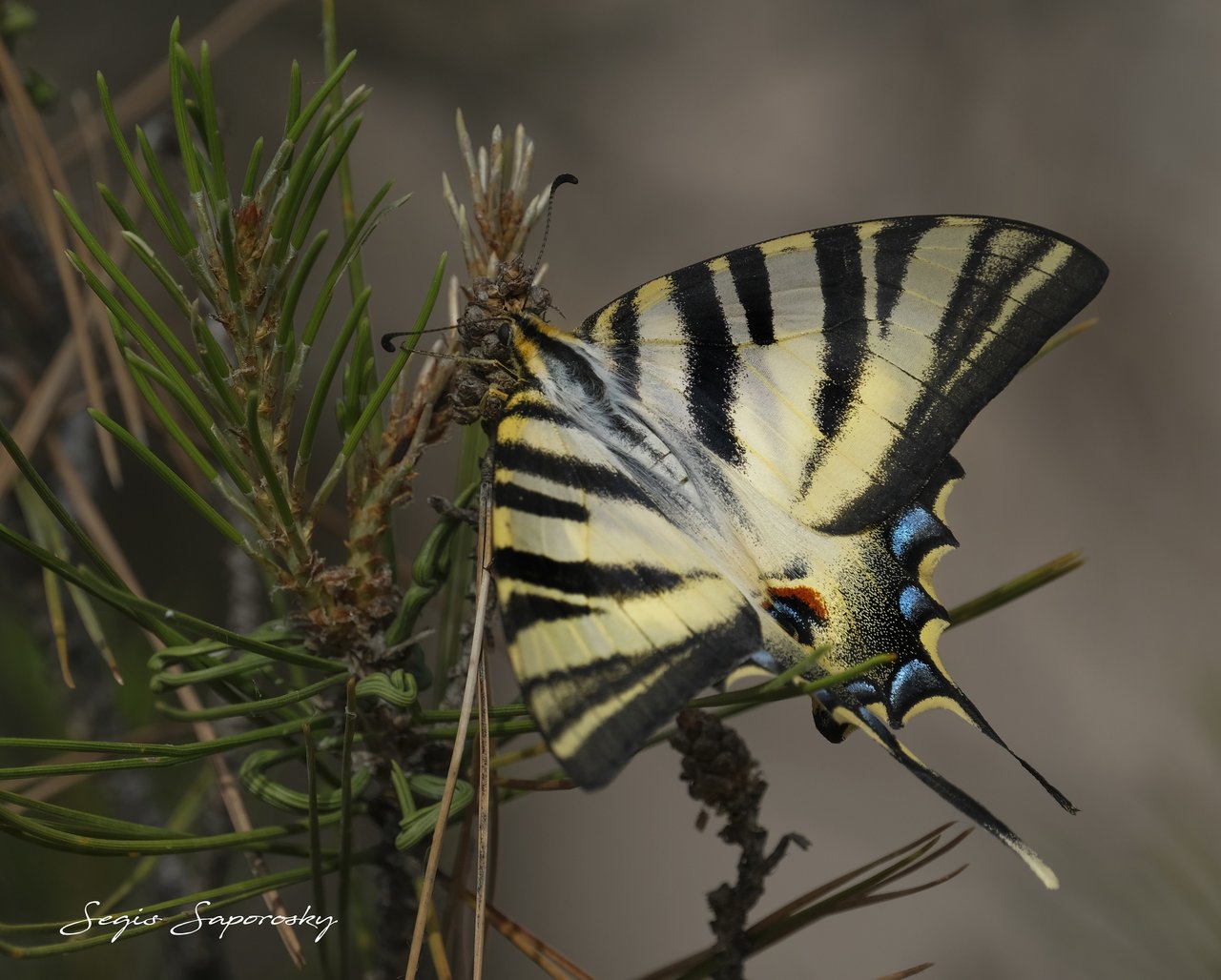 iphiclides feisthamelii  La chupaleches.jpg