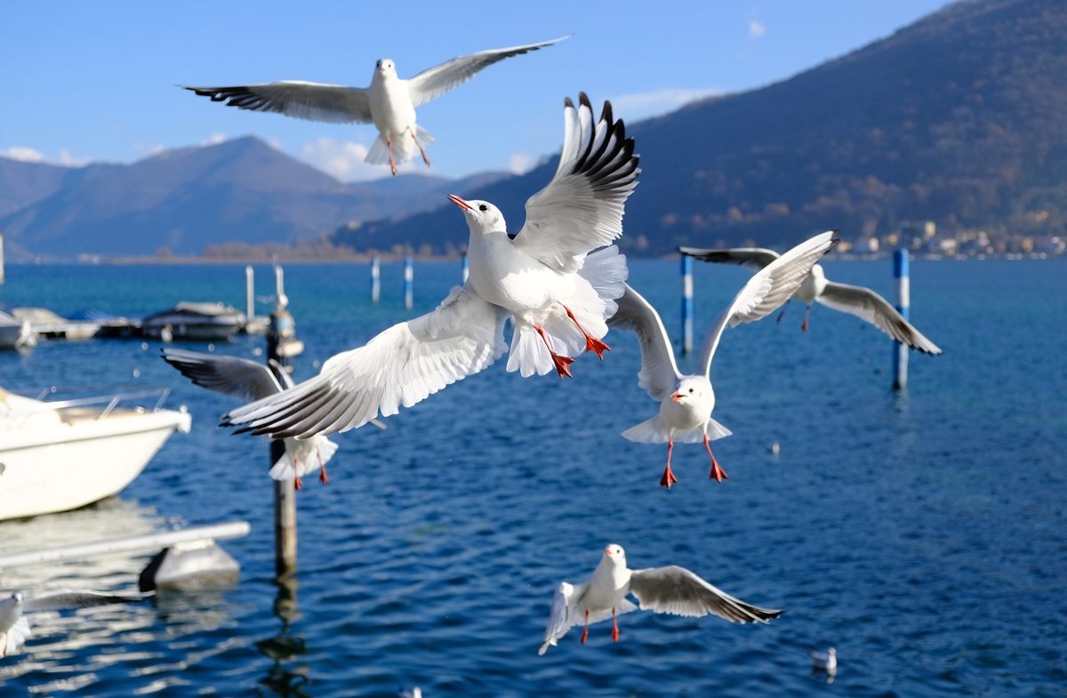 lago Iseo Sarnico italia.JPG