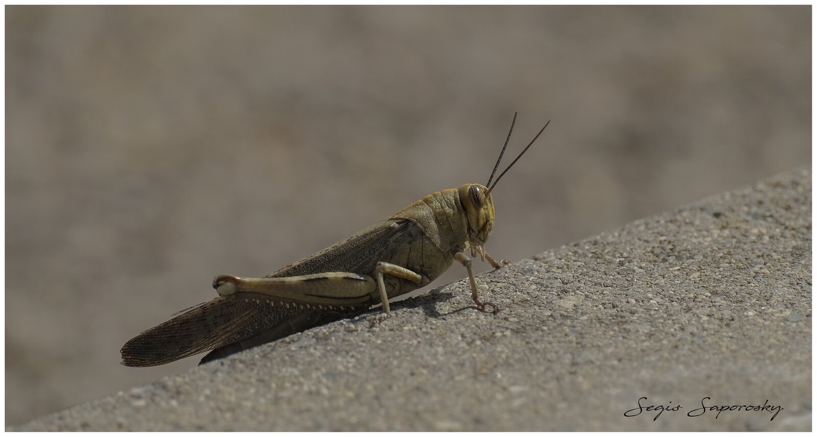 Langosta egipcia.jpg