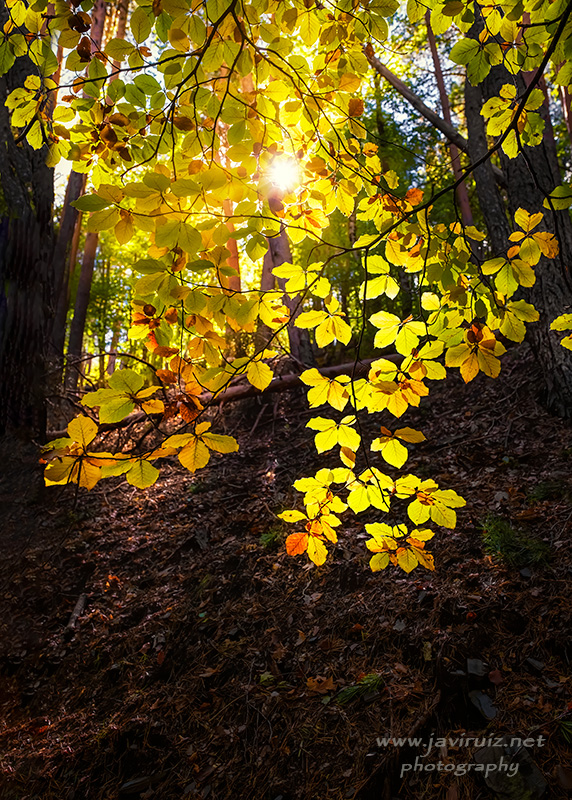 luces de otoño.jpg