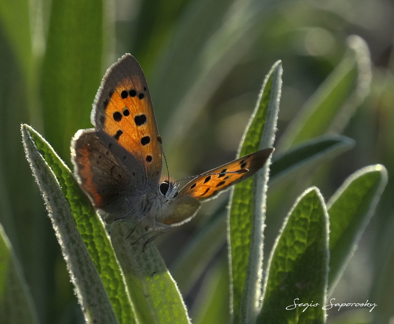 Lycaena phlaeas.jpg