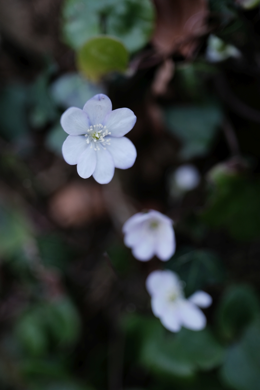 macro-23-f1-4-wr.JPG