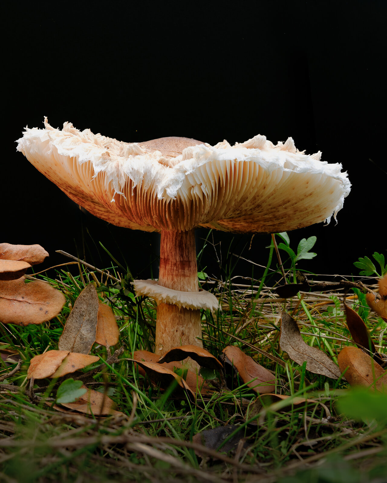 macro lepiota.jpg