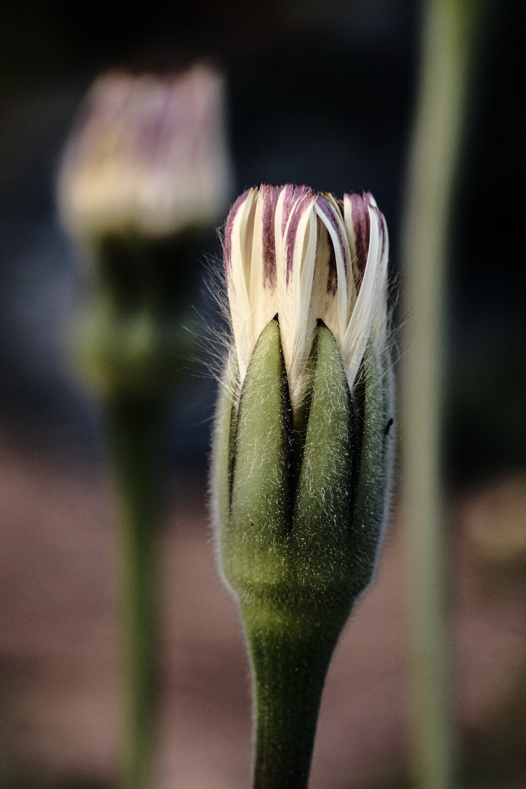 macro01-2.jpg