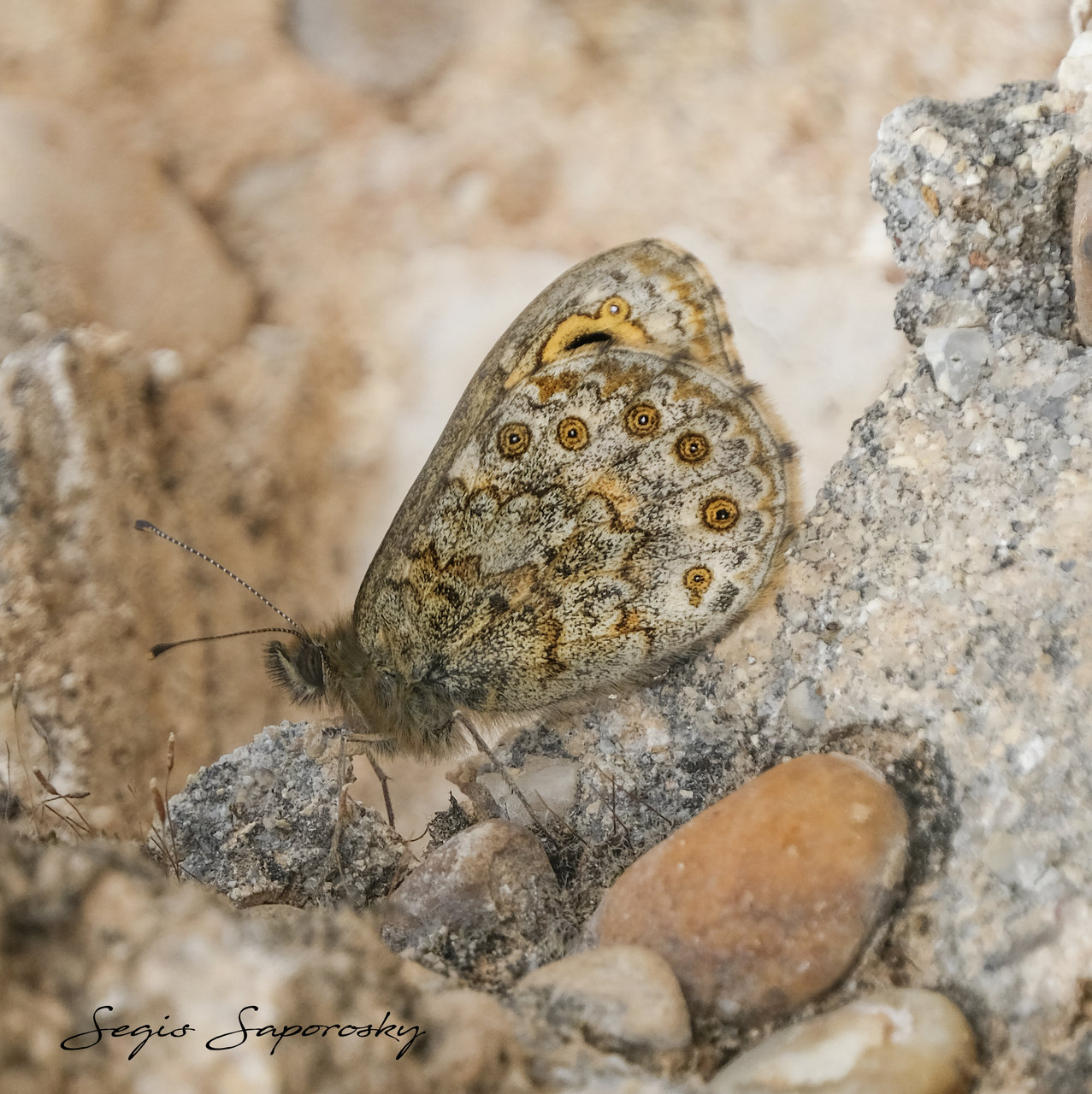 Mariposa de los muros.jpg