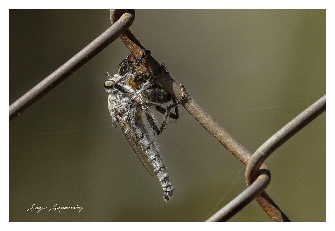 Mosca asesina.jpg