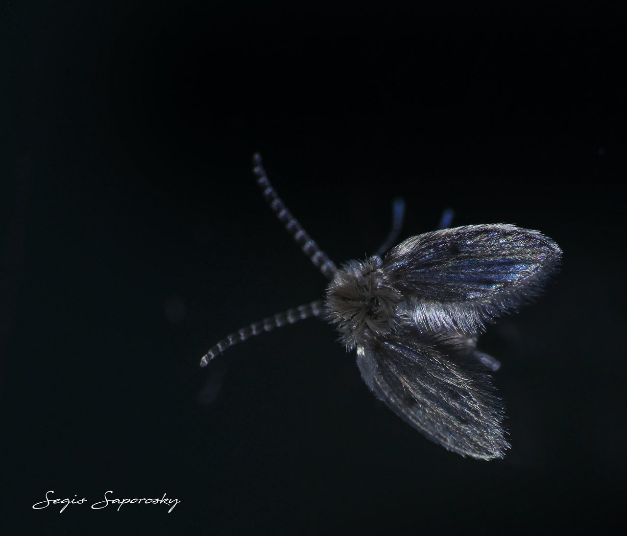 mosca del baño.jpg
