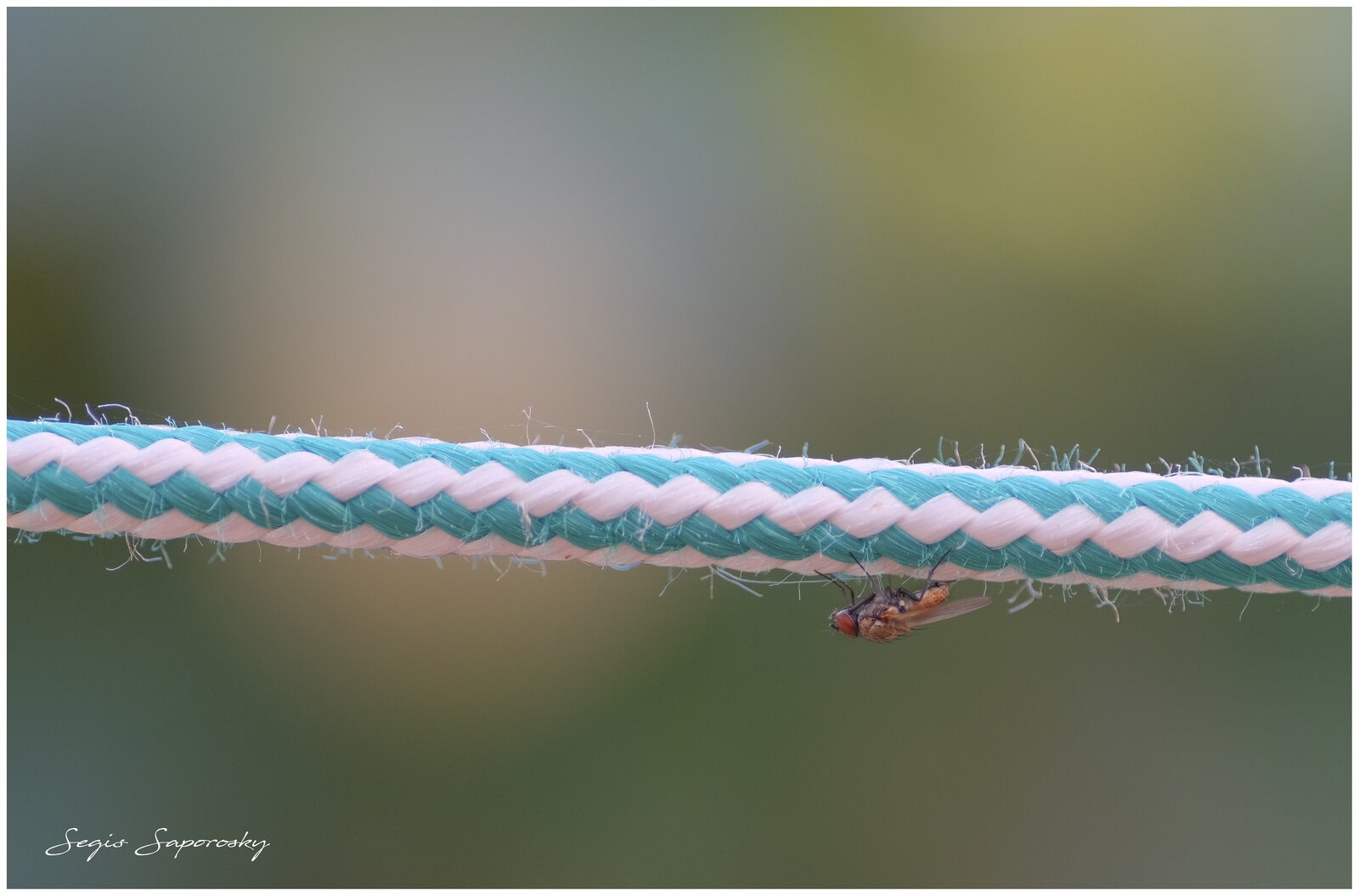 Mosquita.jpg