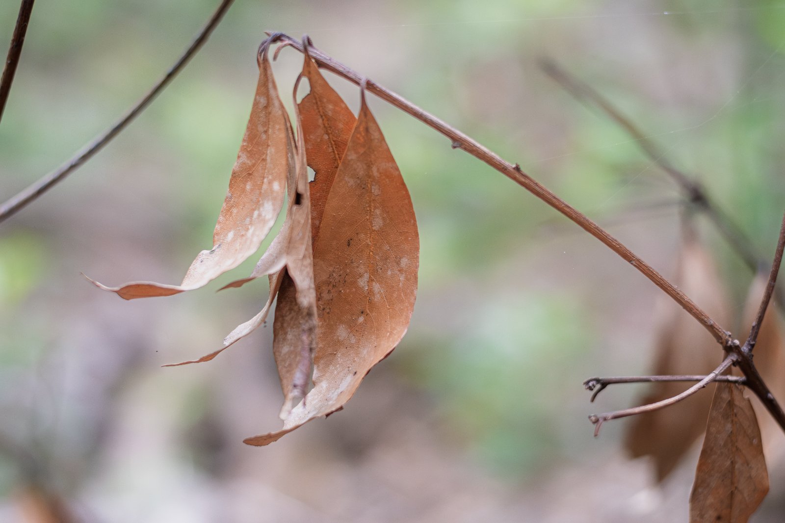 Nikkor 55mm f3_5 Micro-1.jpg