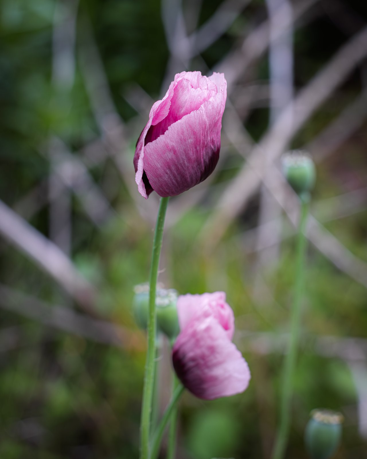 Nikkor 55mm f3_5 Micro-3.jpg