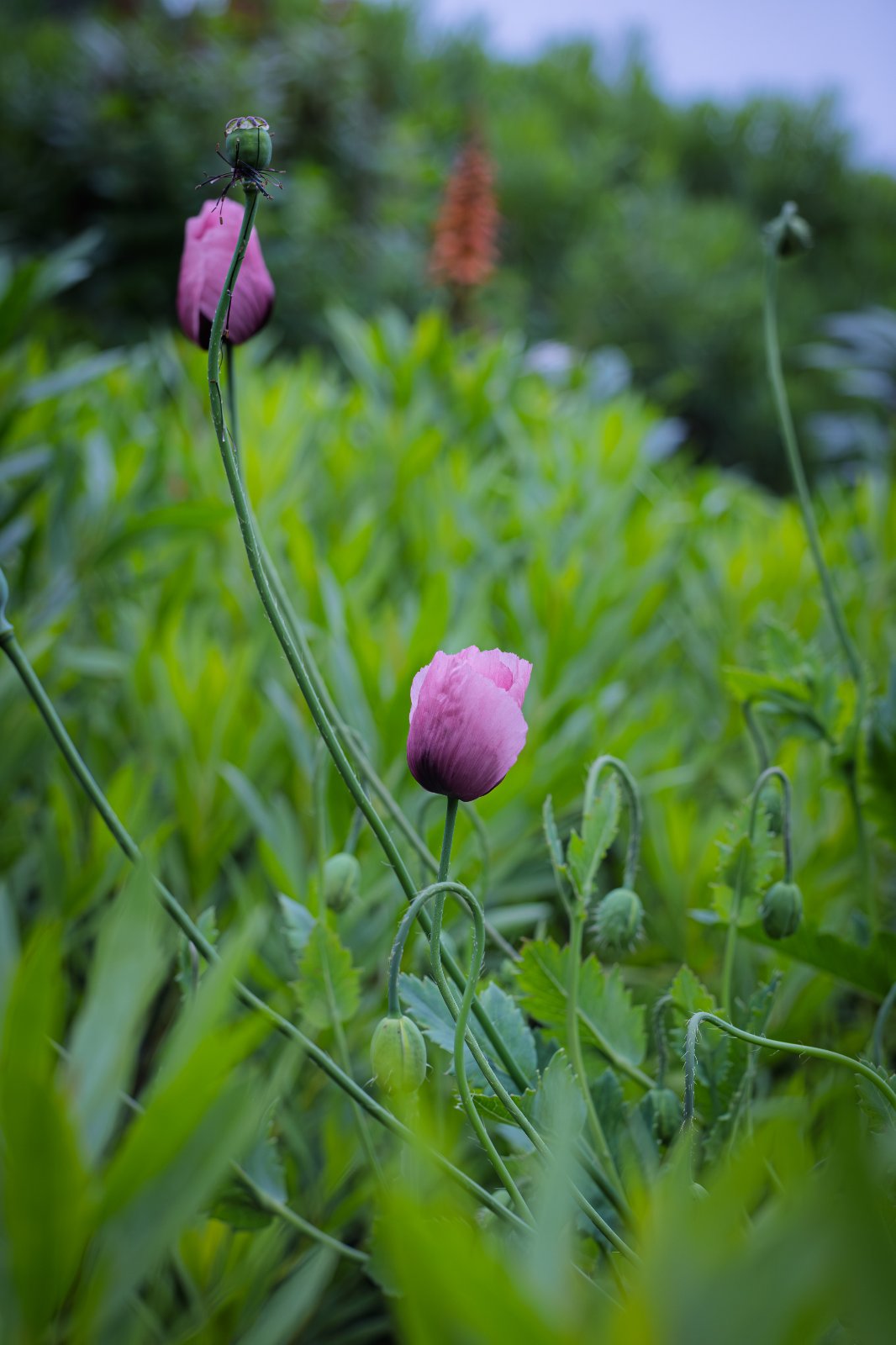 Nikkor 55mm f3_5 Micro-4.jpg