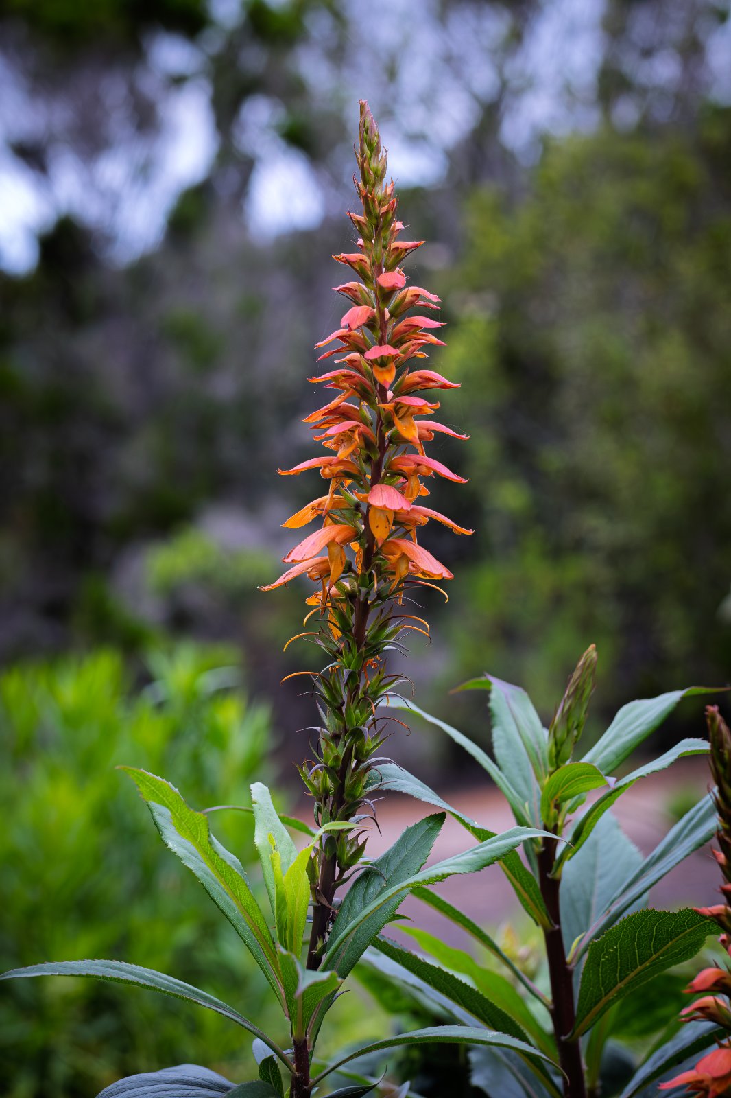 Nikkor 55mm f3_5 Micro-5.jpg