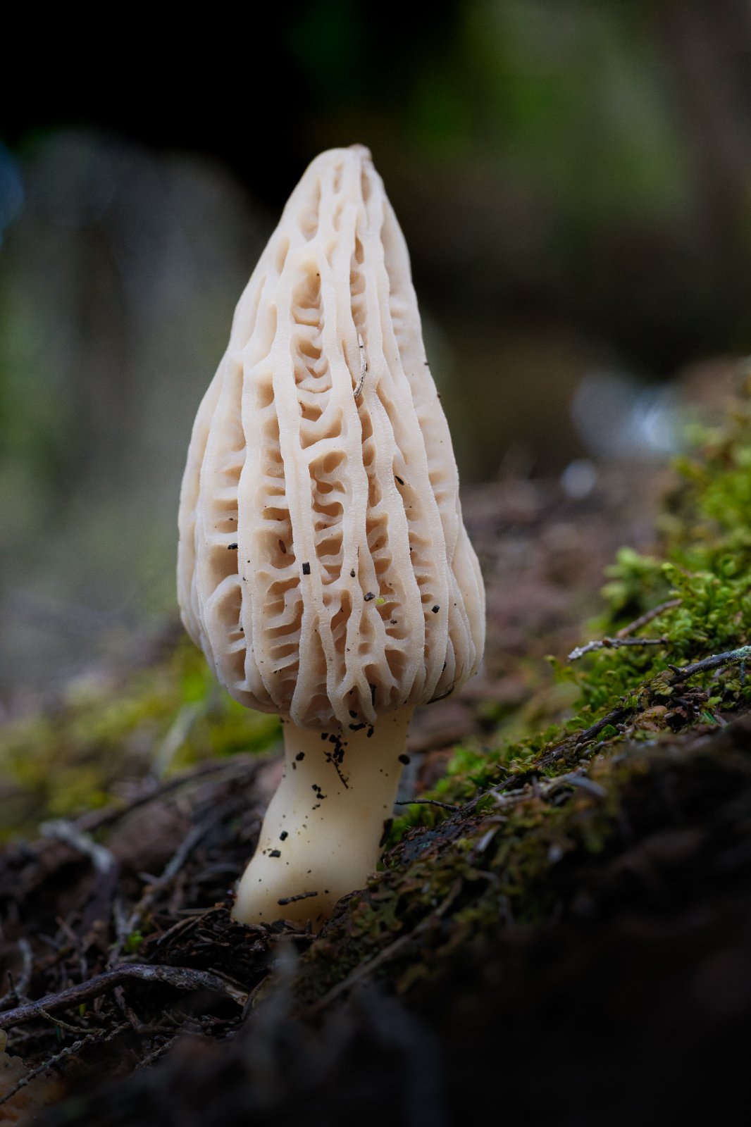 Nikon 55mm f3_5-3.jpg
