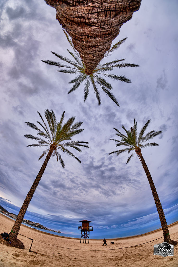 ojo-palmeras.jpg