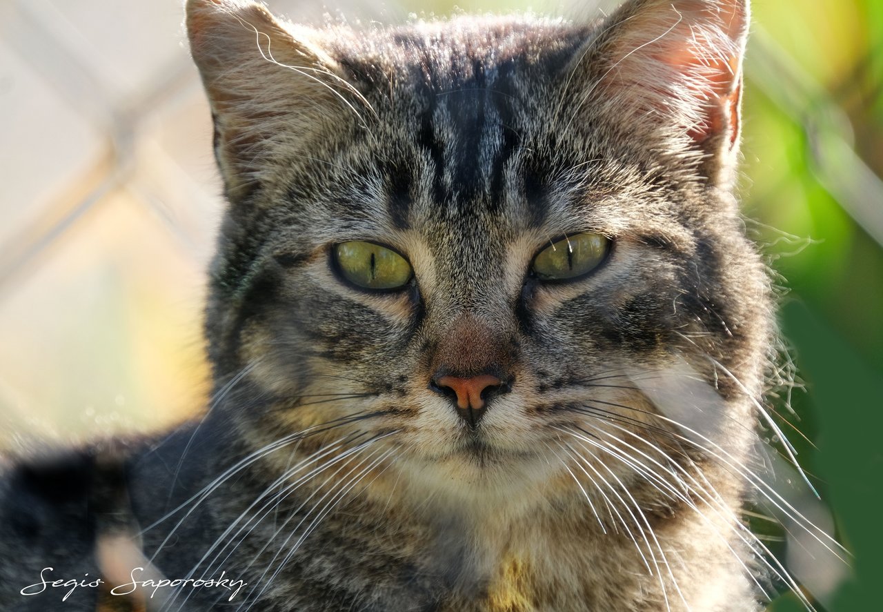 Ojos de gata.jpg
