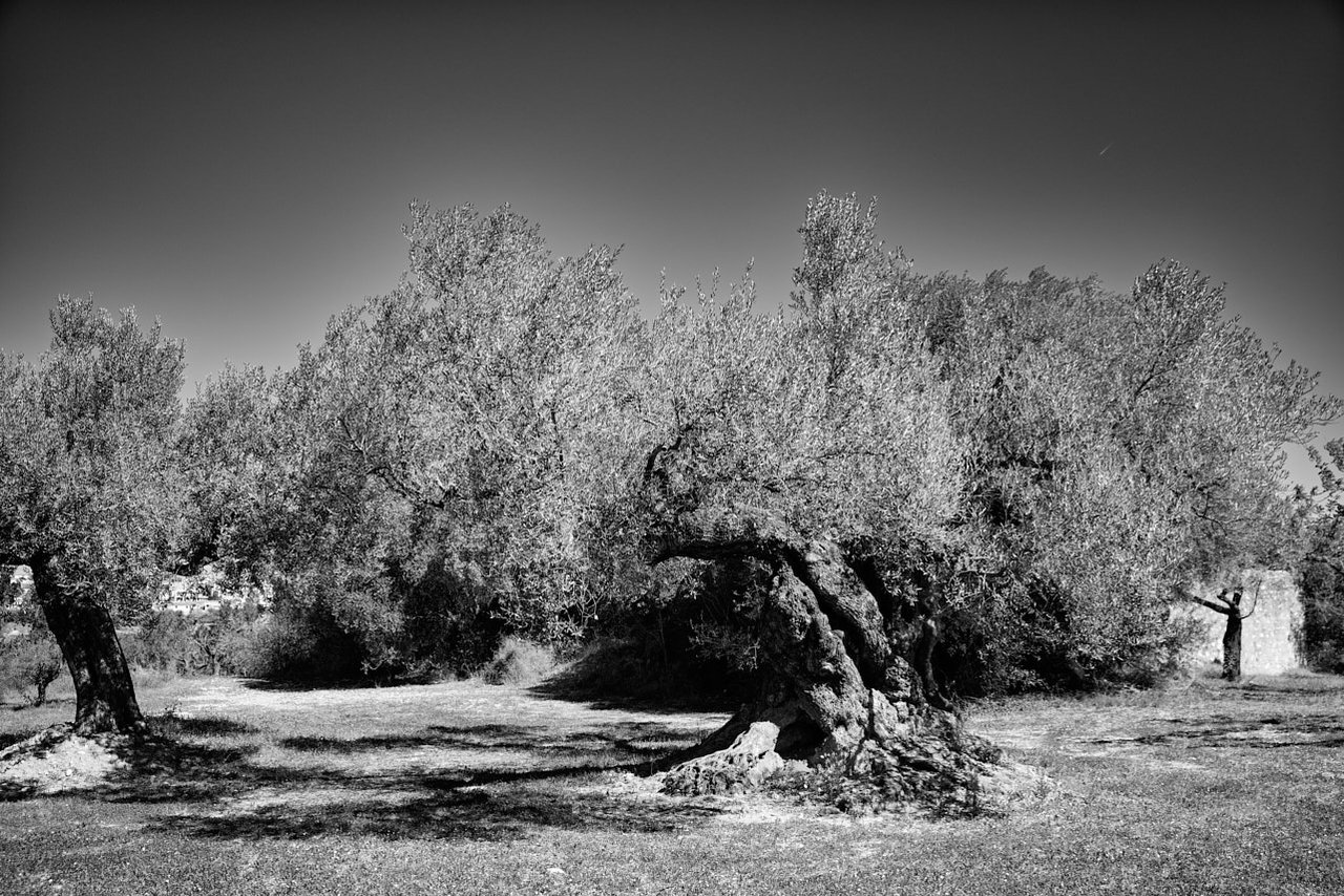 olivar (3).jpg