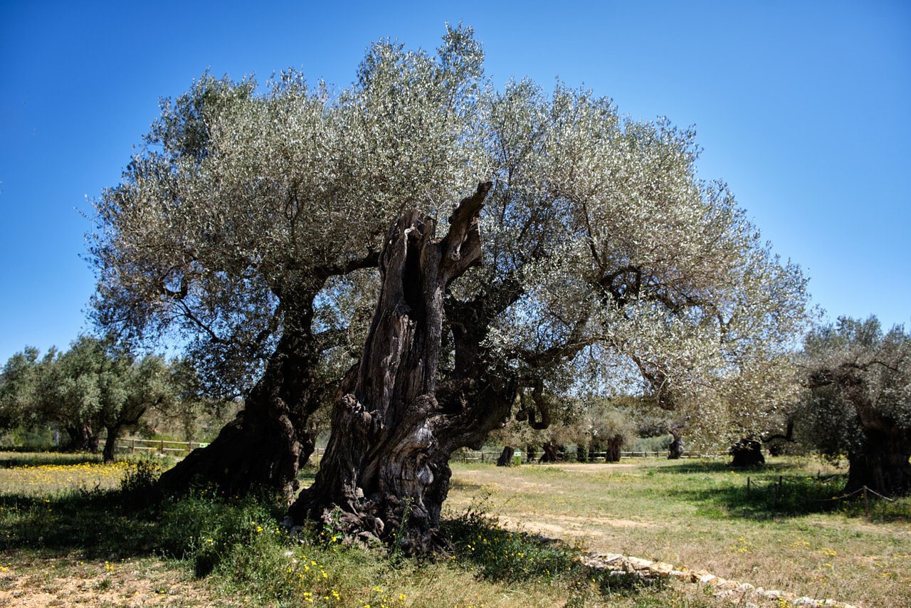 Olivos (14).jpg