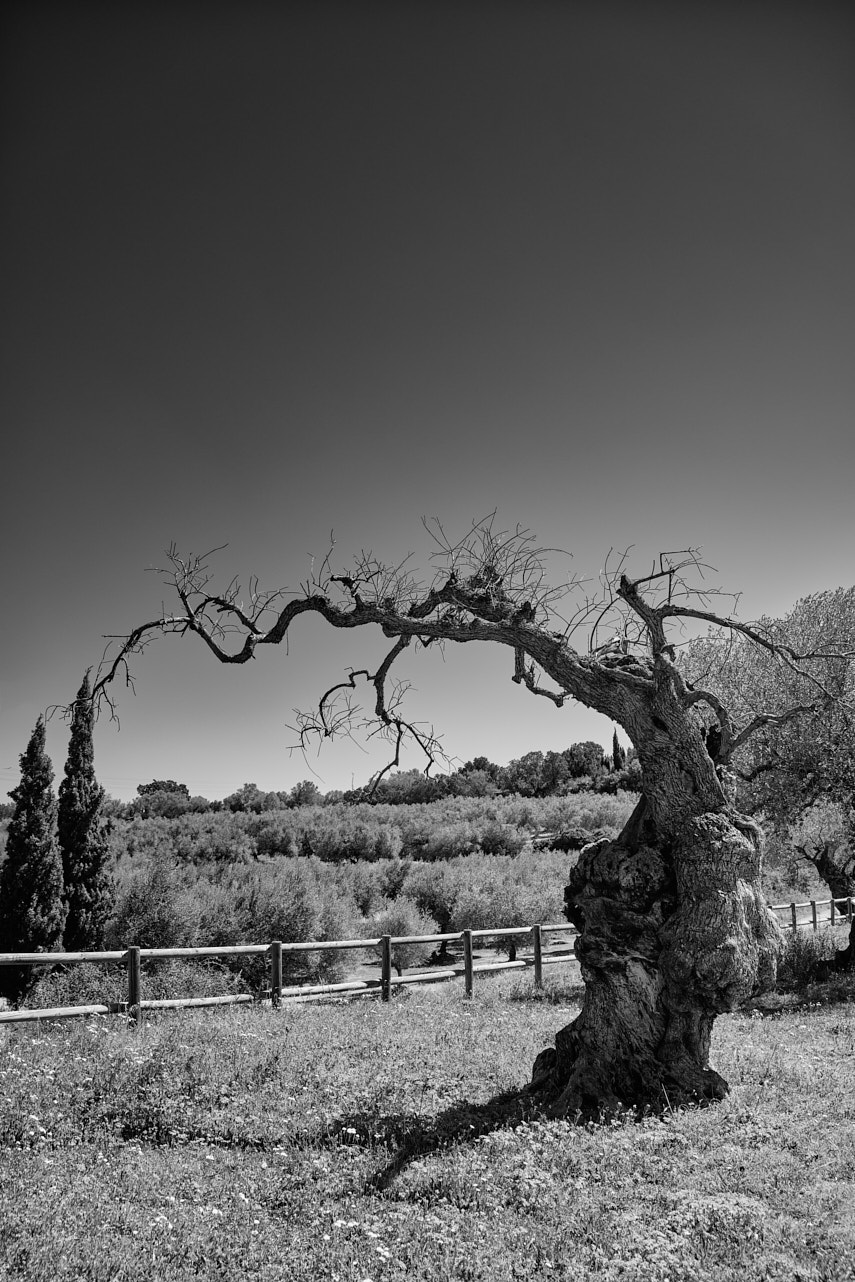 Olivos 18 bn.jpg