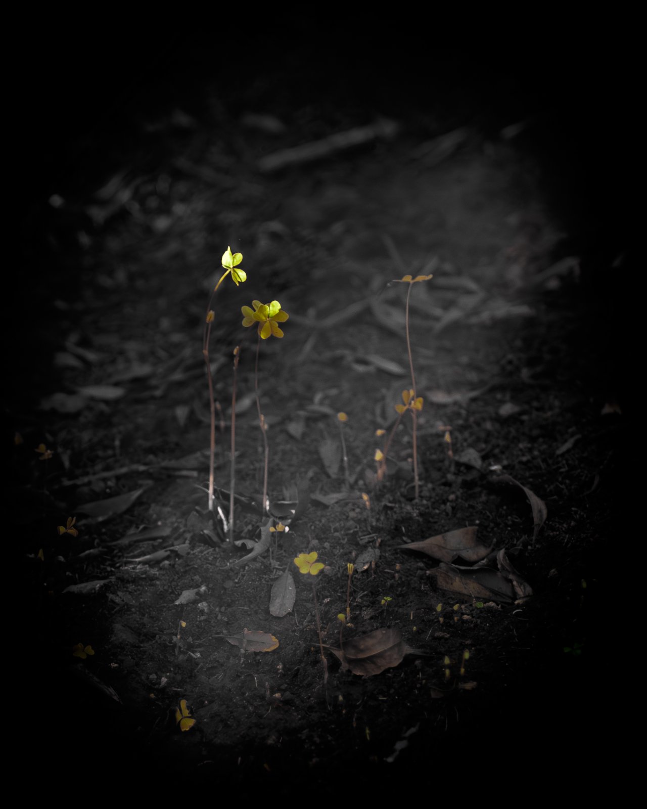 Olympus OM 85mm f2 - 102025-1.jpg