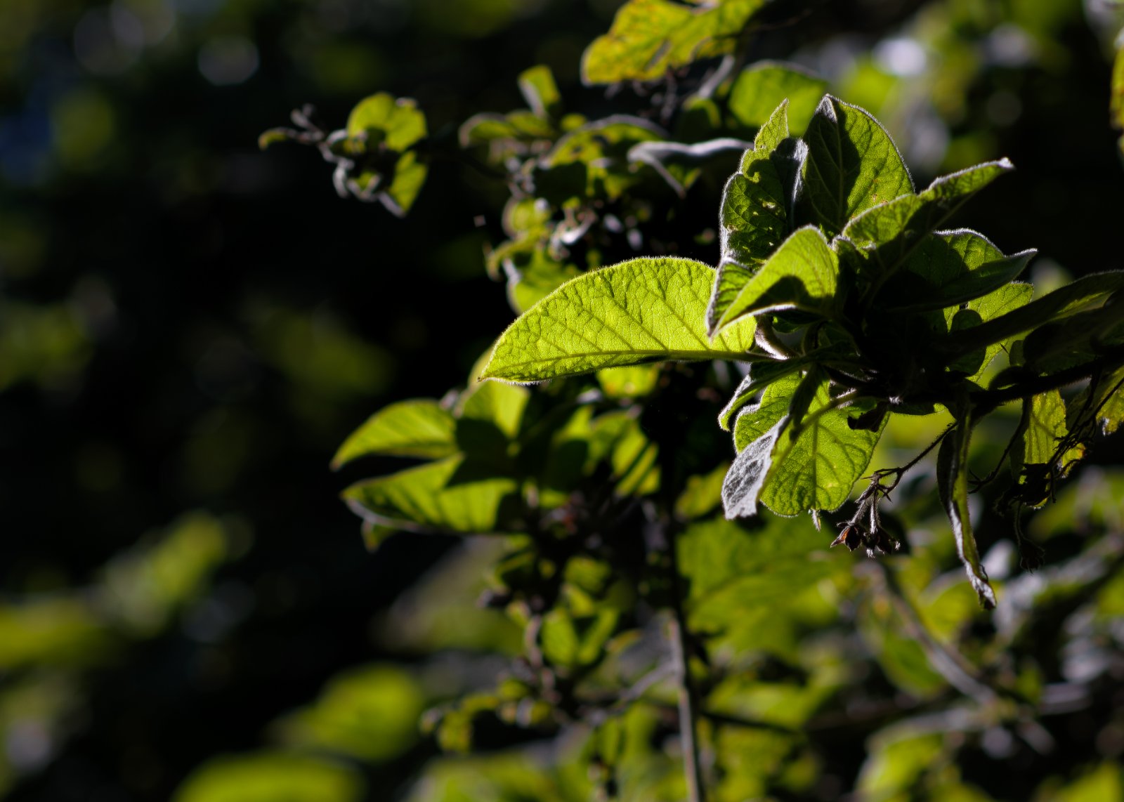 Olympus OM 85mm f2 - 102025-2.jpg