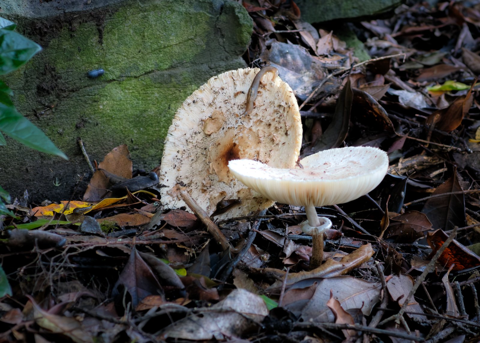 Olympus OM 85mm f2 - 102025-6.jpg