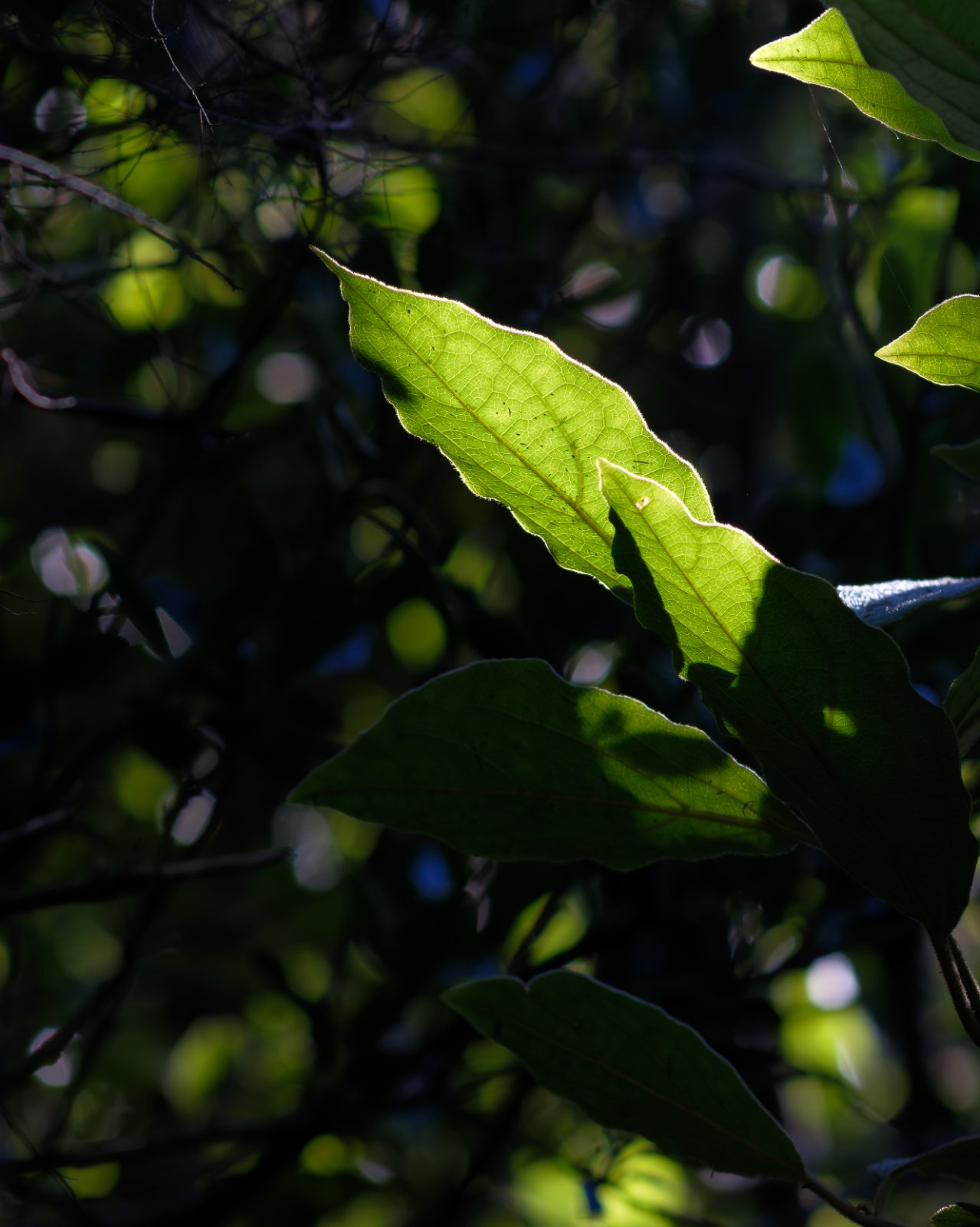 Olympus OM 85mm f2 - 102025-8.jpg