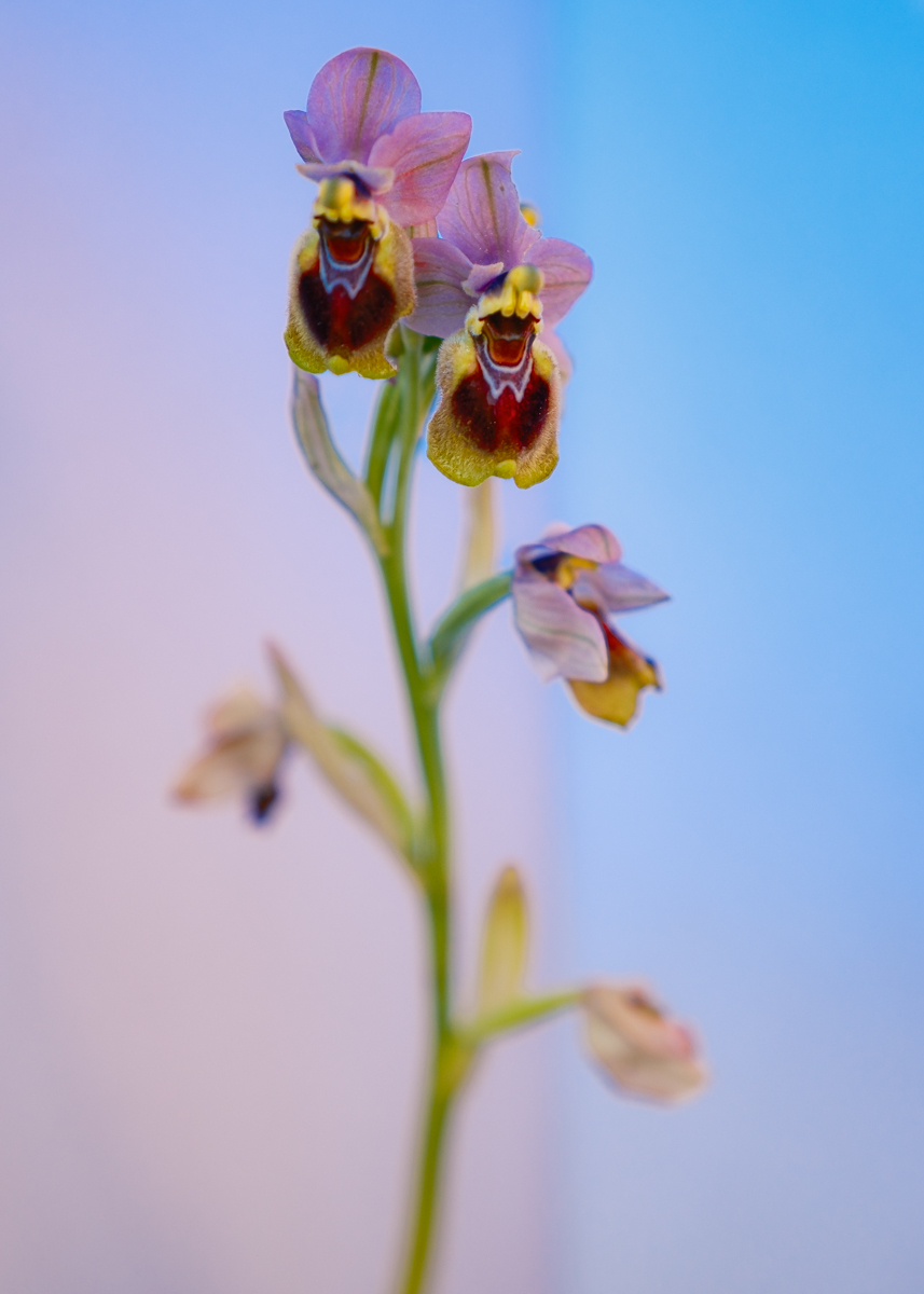 Ophrys tenthredinifera.jpg