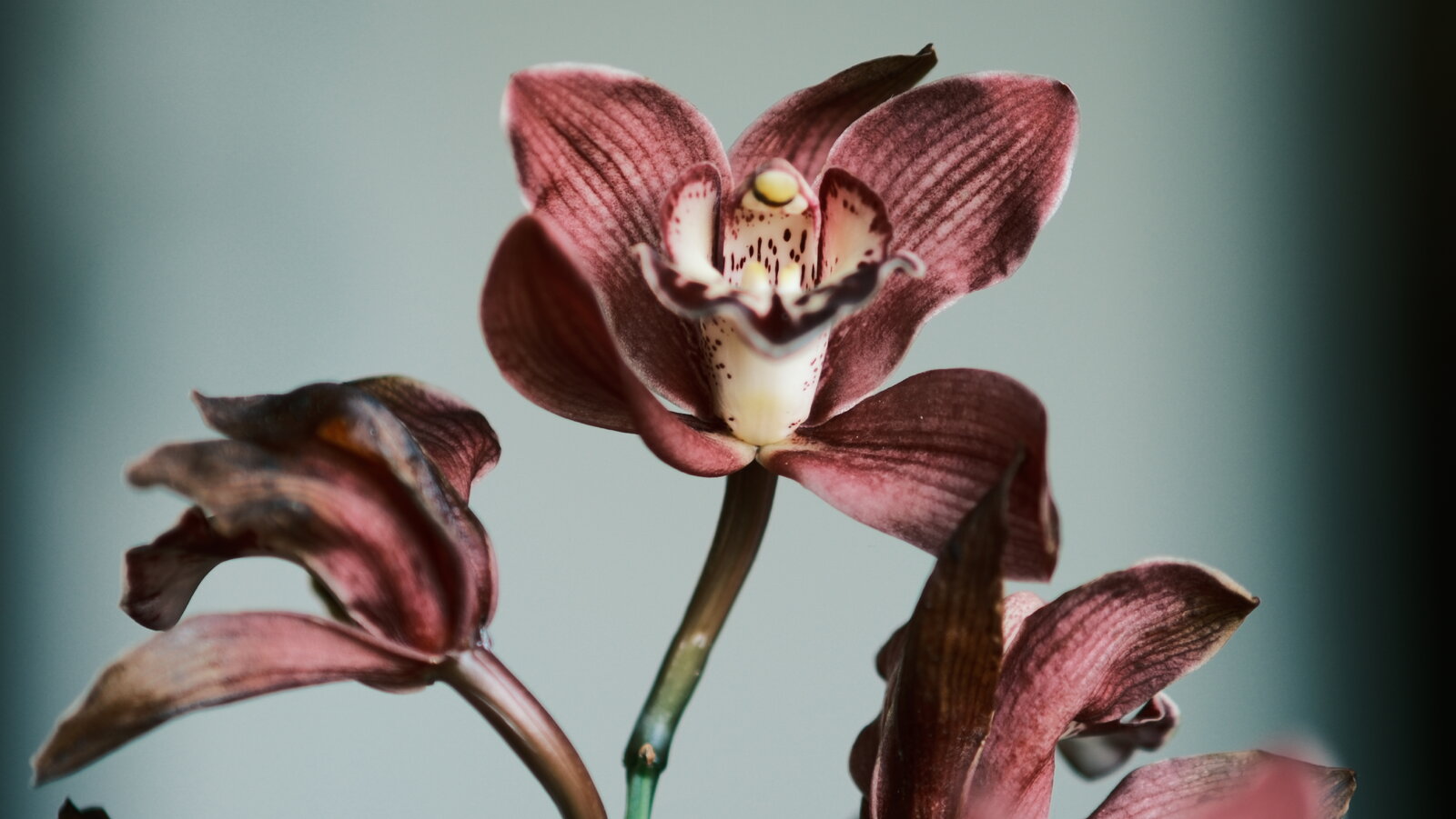 orquidea.JPG