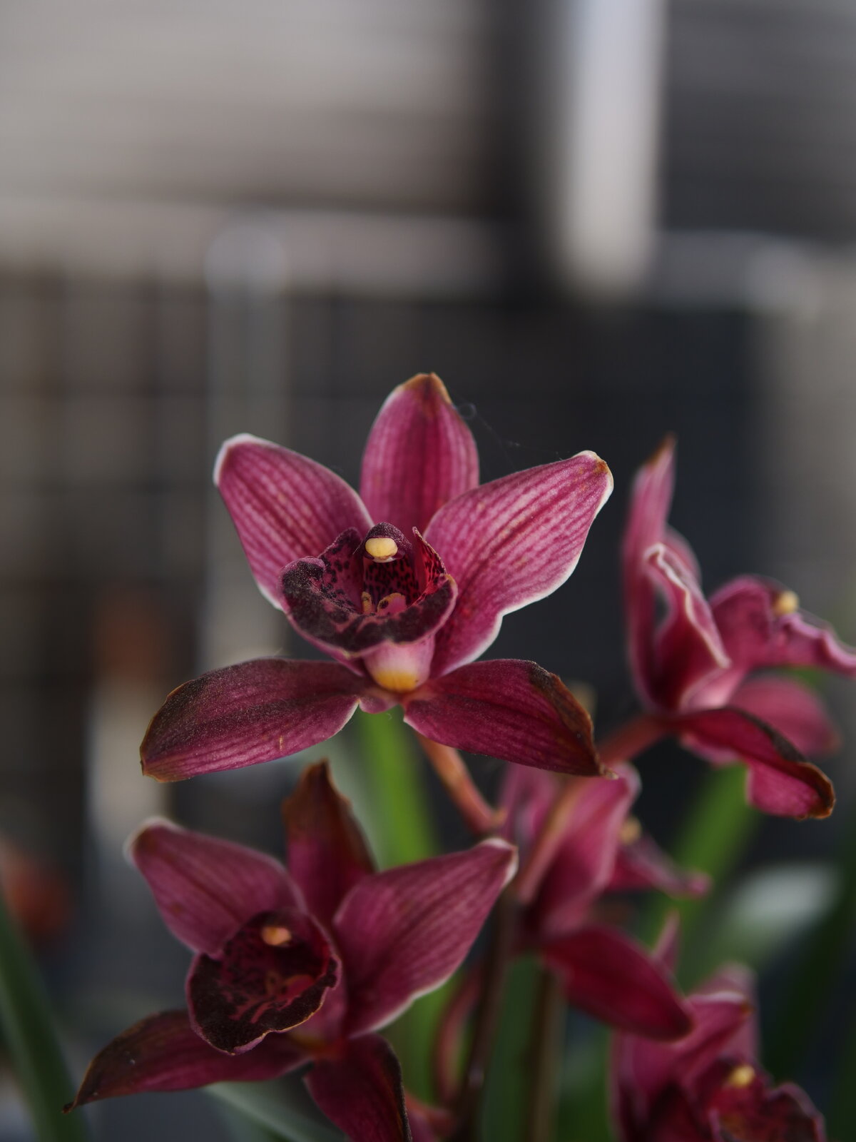 ORQUIDEA.JPG