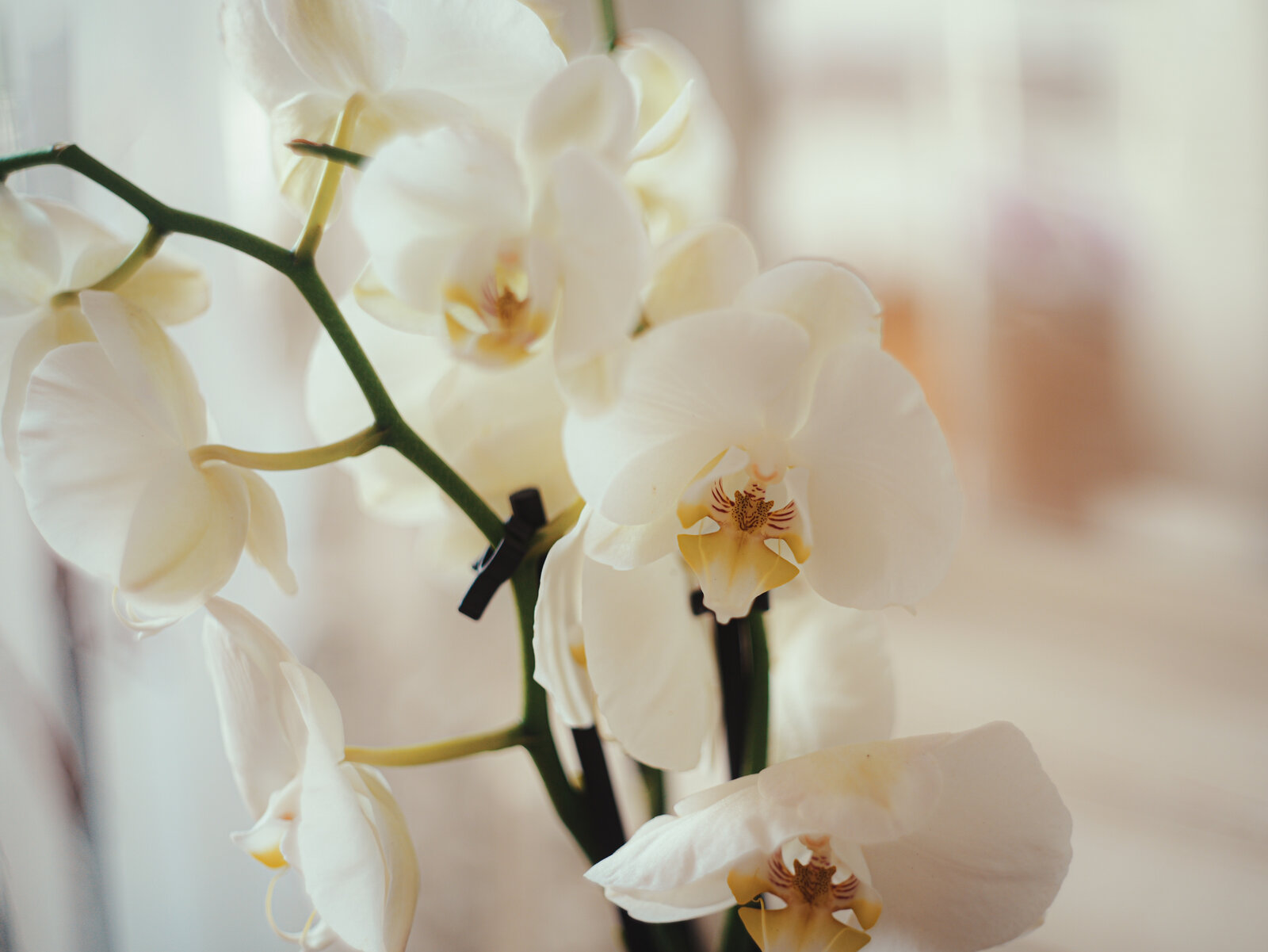 ORQUIDEA S5 AUTO REVUENON-2.jpg