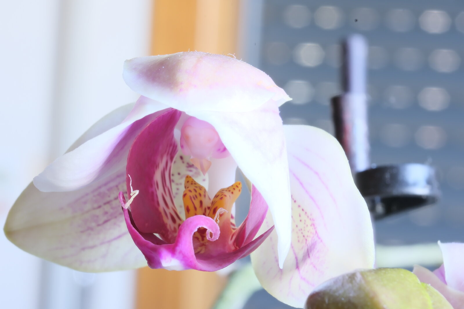 Orquideas (9).JPG