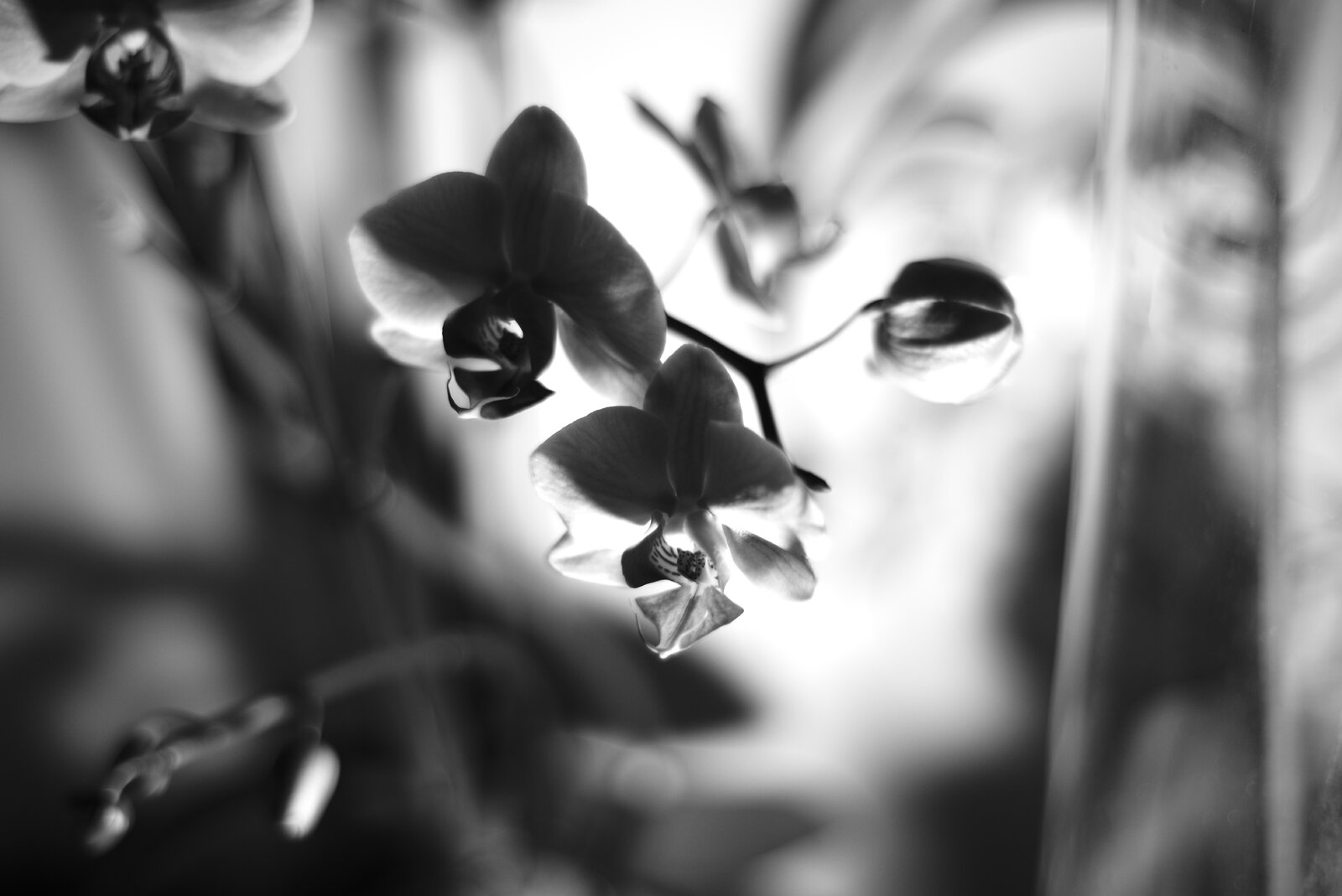 ORQUIDEAS.JPG