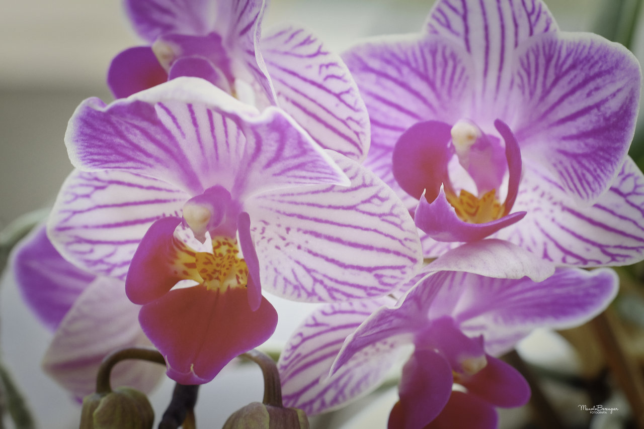 Orquideas.jpg