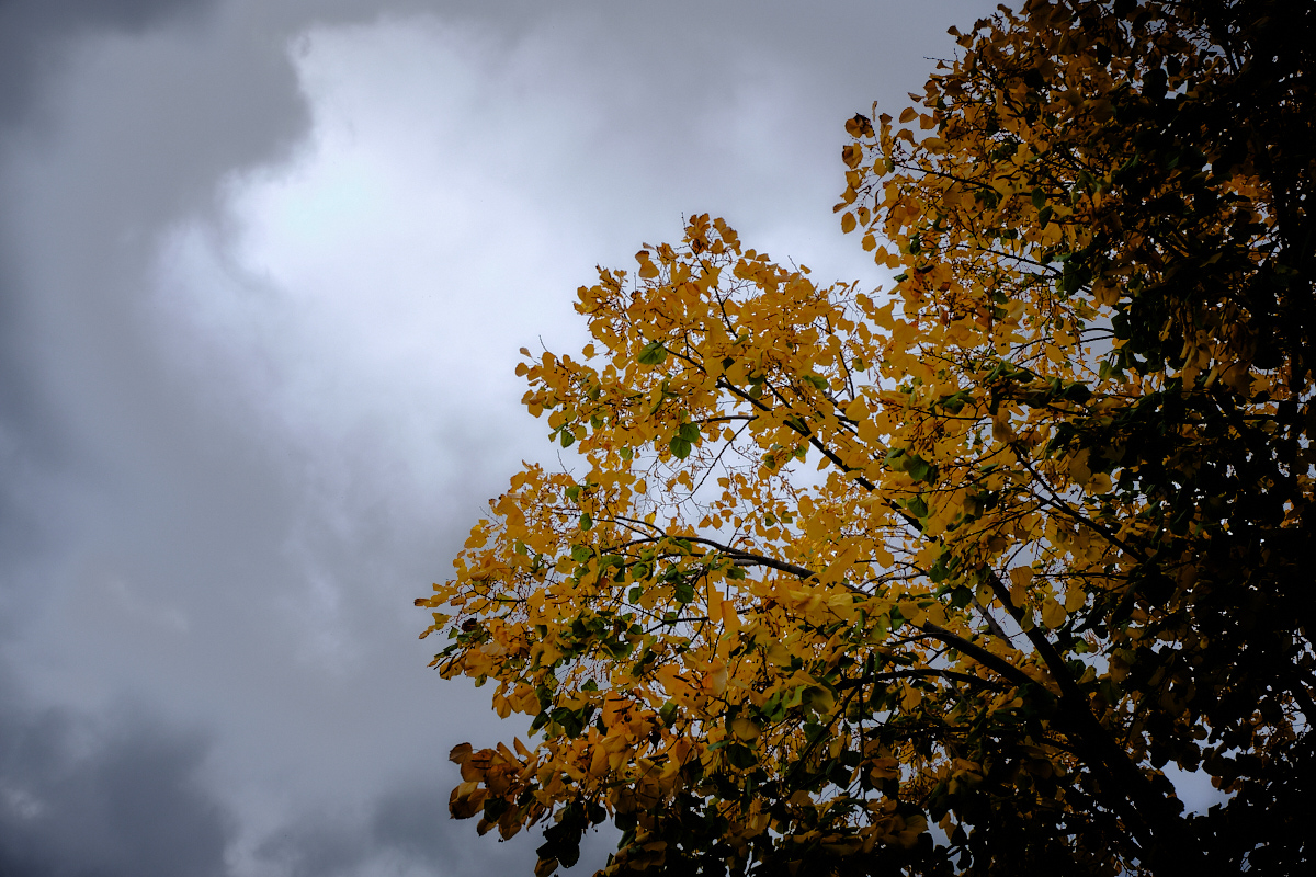 Otoño.jpg