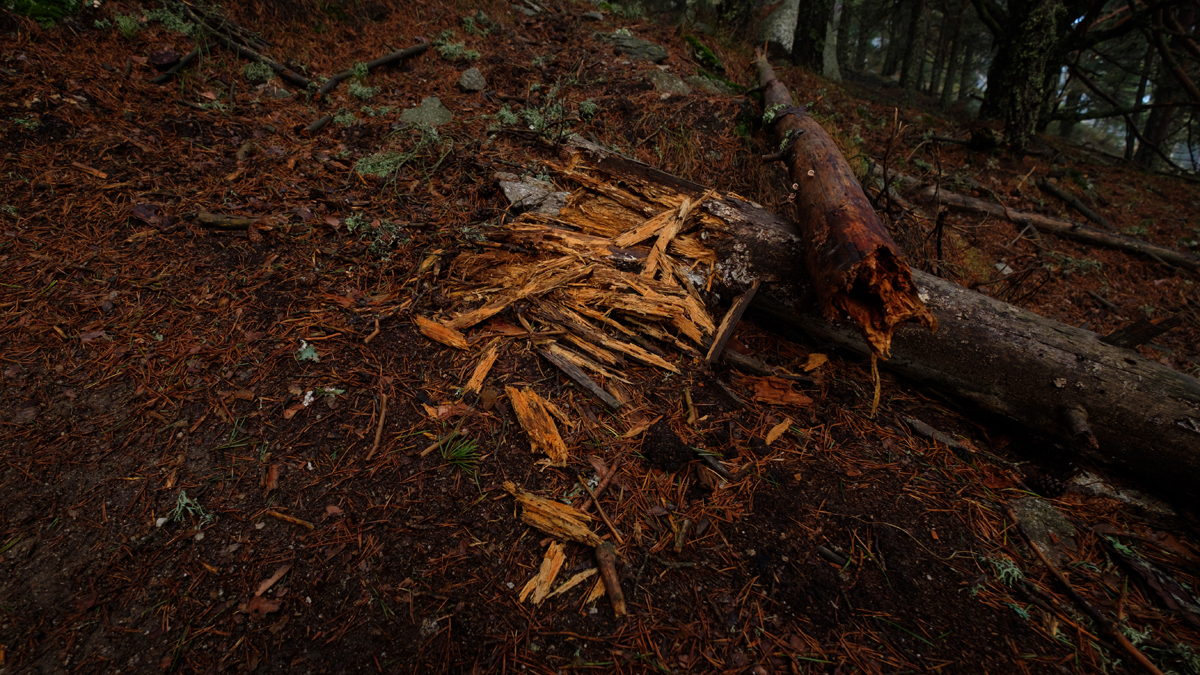 otoño6.jpg