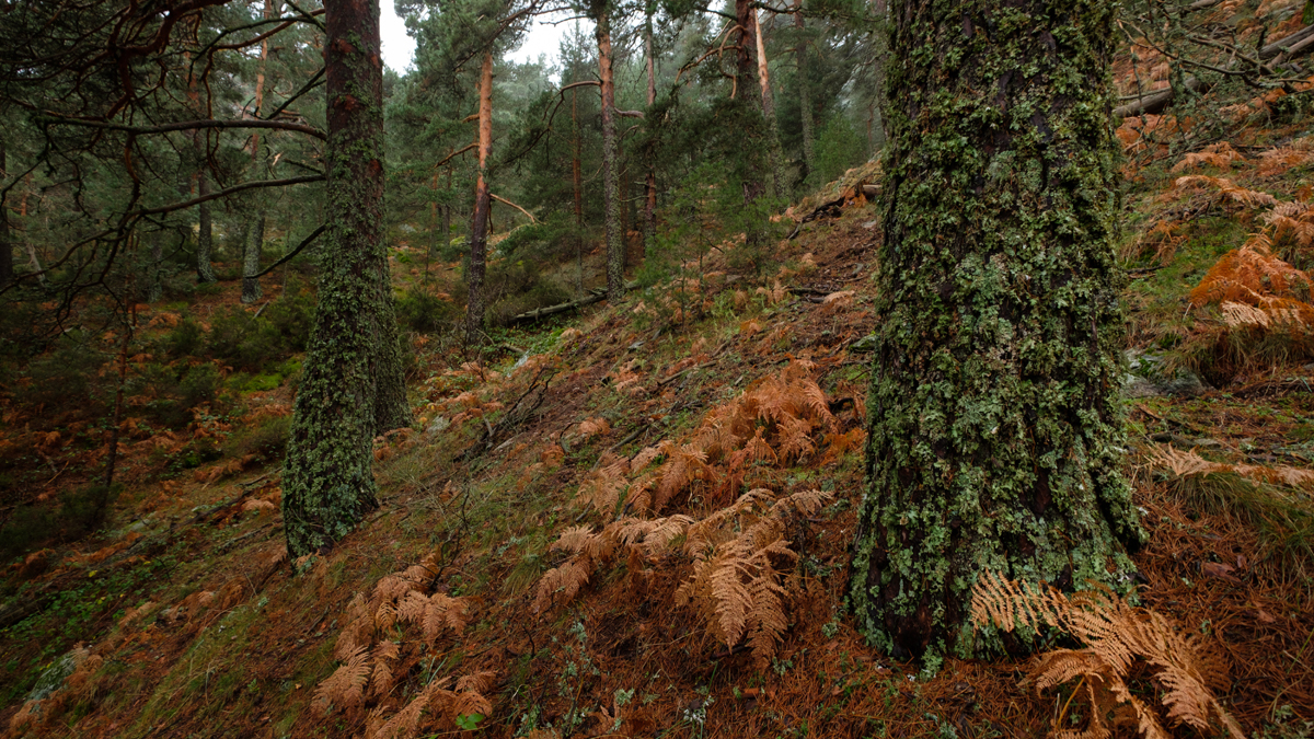 otoño9.jpg