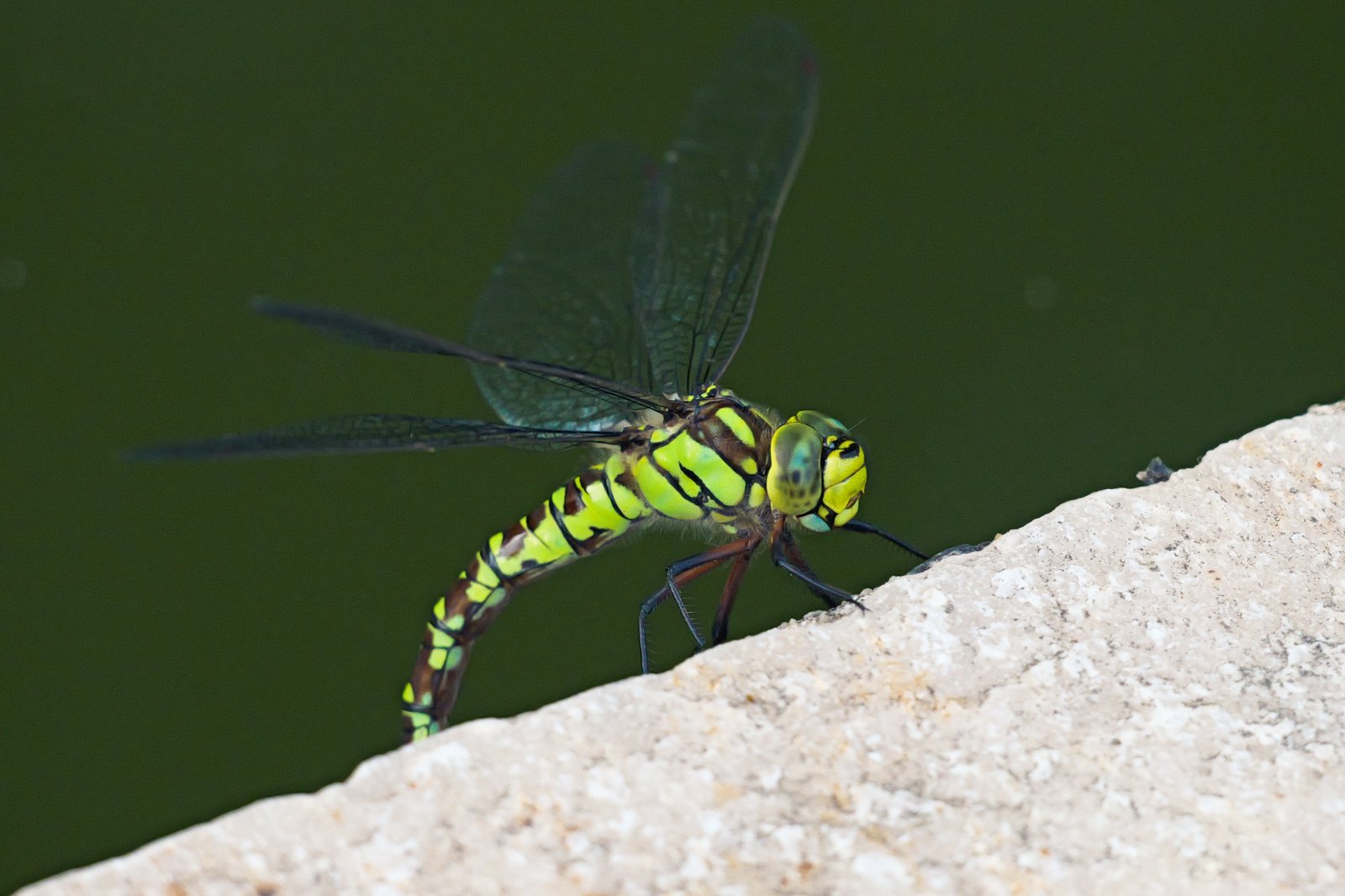 P1052686_.jpg