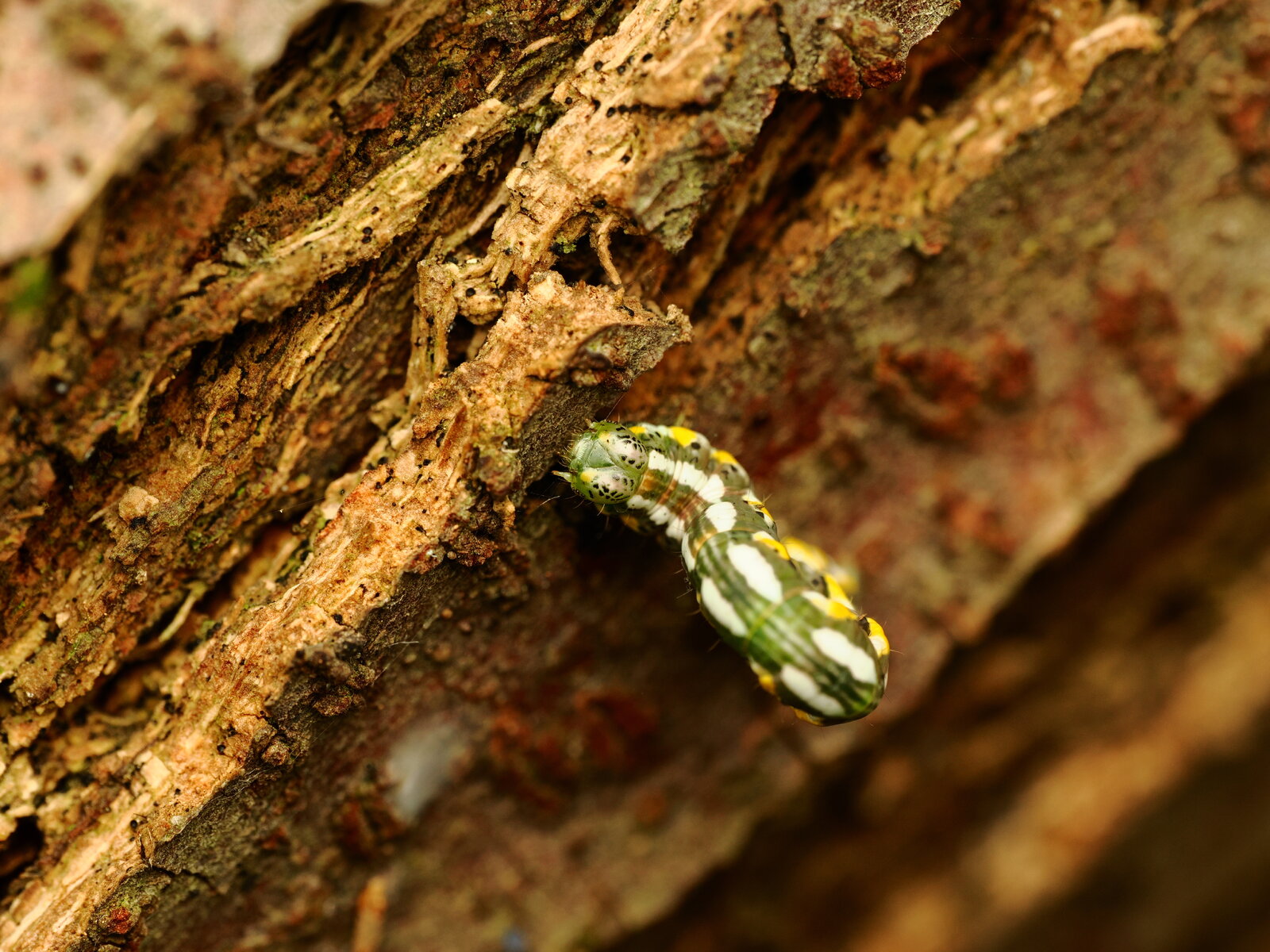 PA050727.JPG
