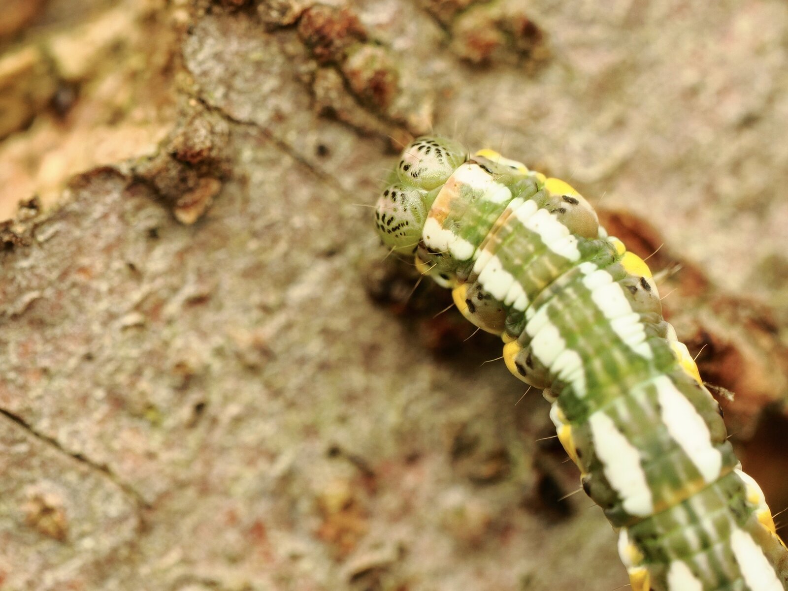 PA050768.jpg