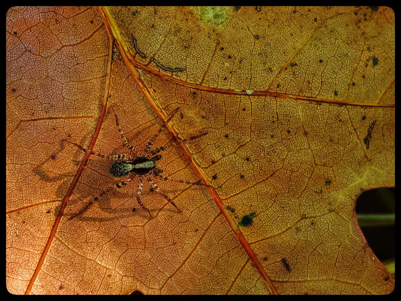 PA100703_S.jpg