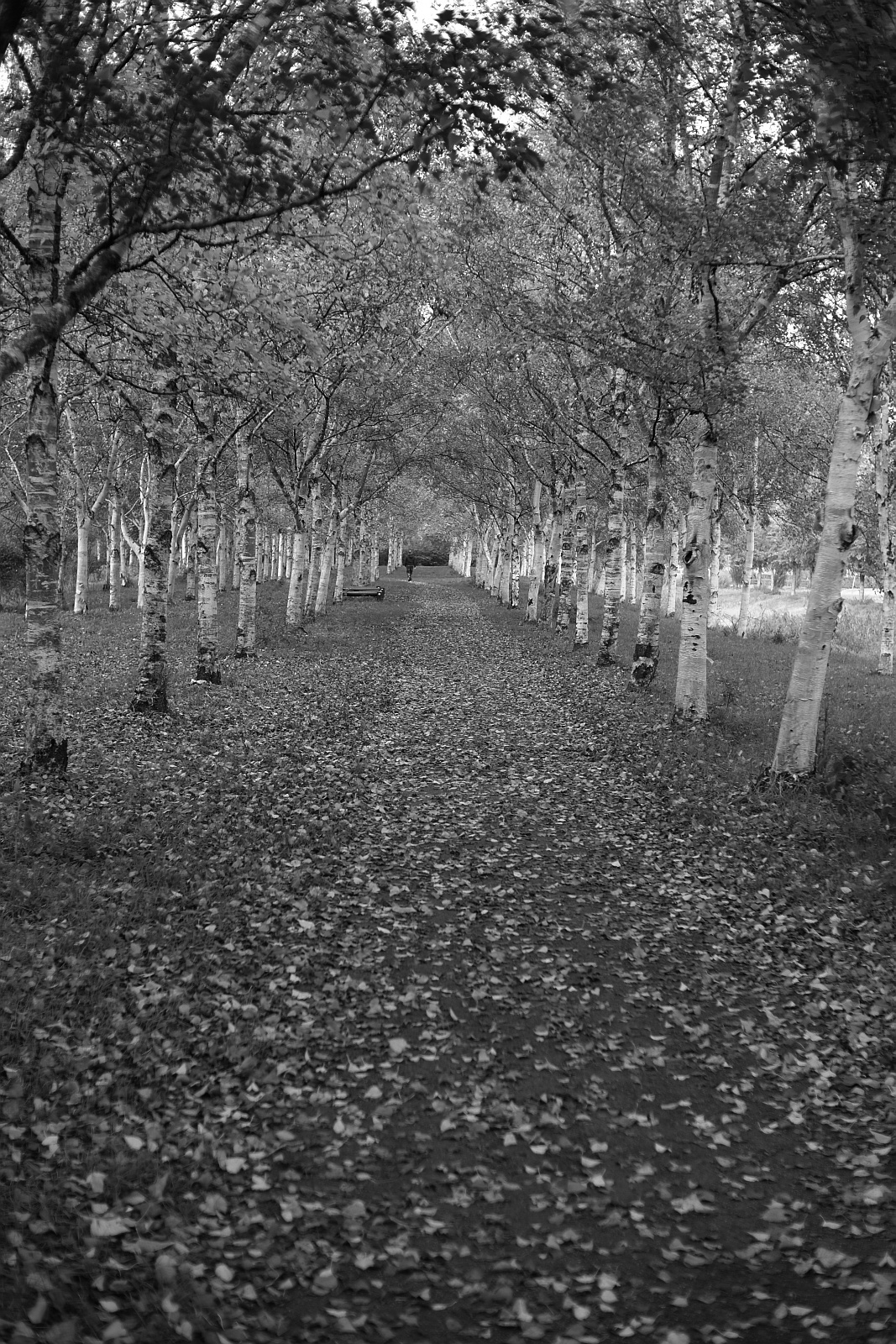 Path B_W.jpg