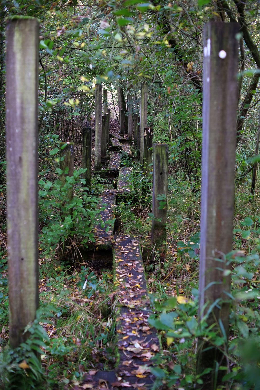 Path.jpg