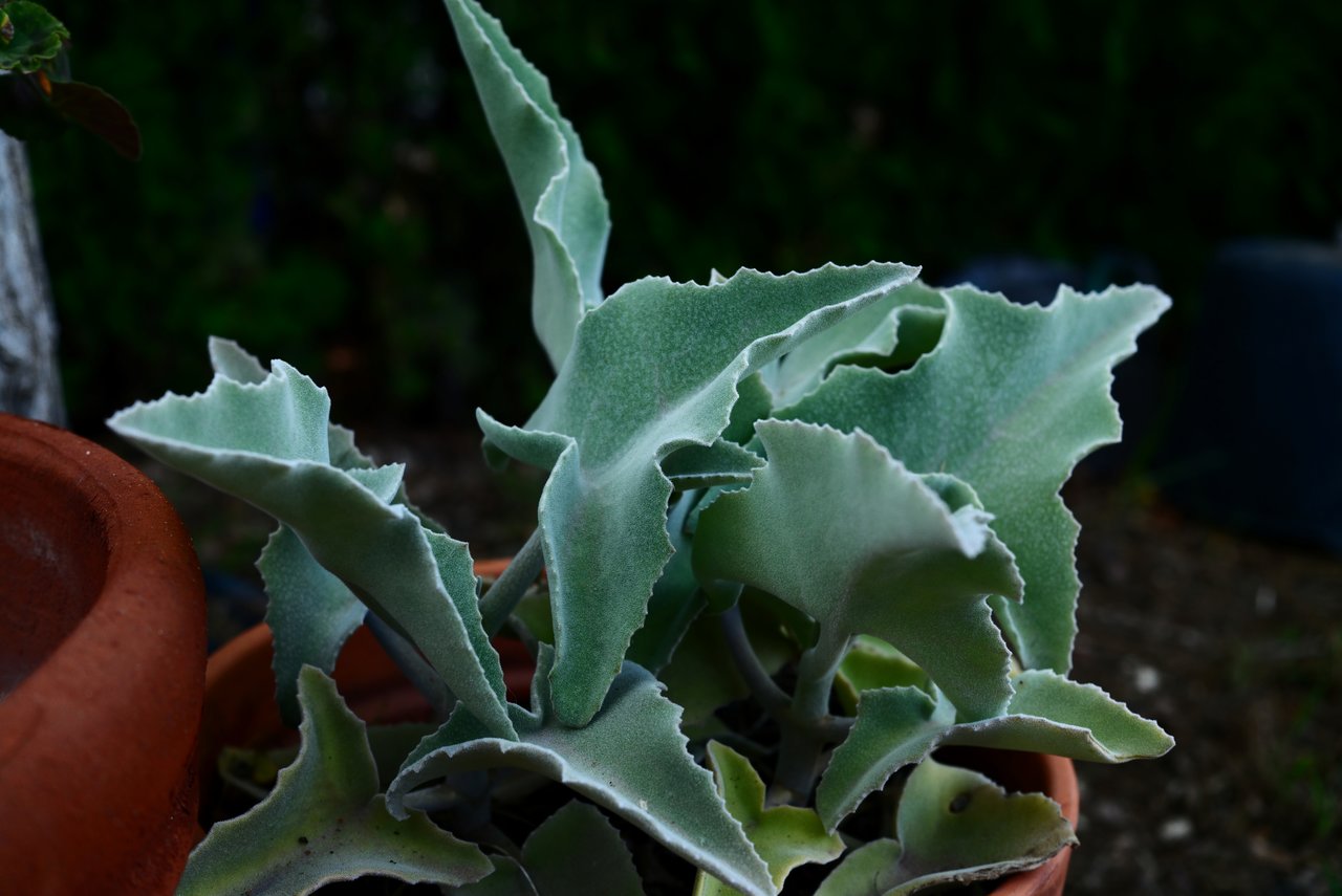 planta.jpg