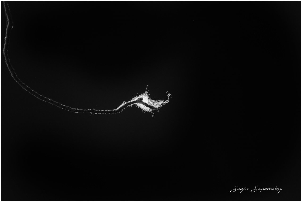 PLUMA A CONTRALUZ.jpg