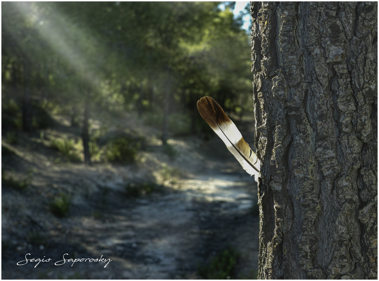 Pluma en pino.jpg