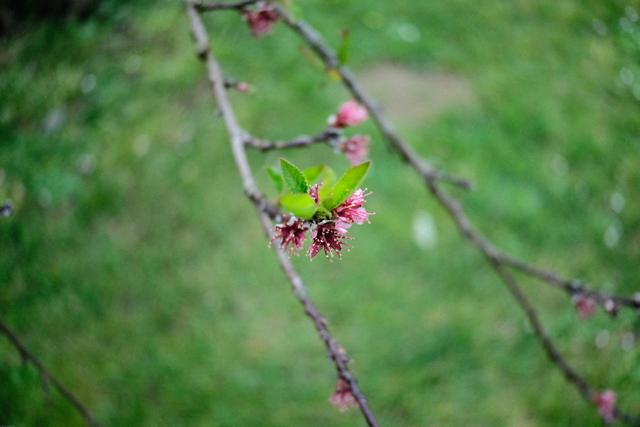 Proba flor 27mm - Agfa optima-.jpg
