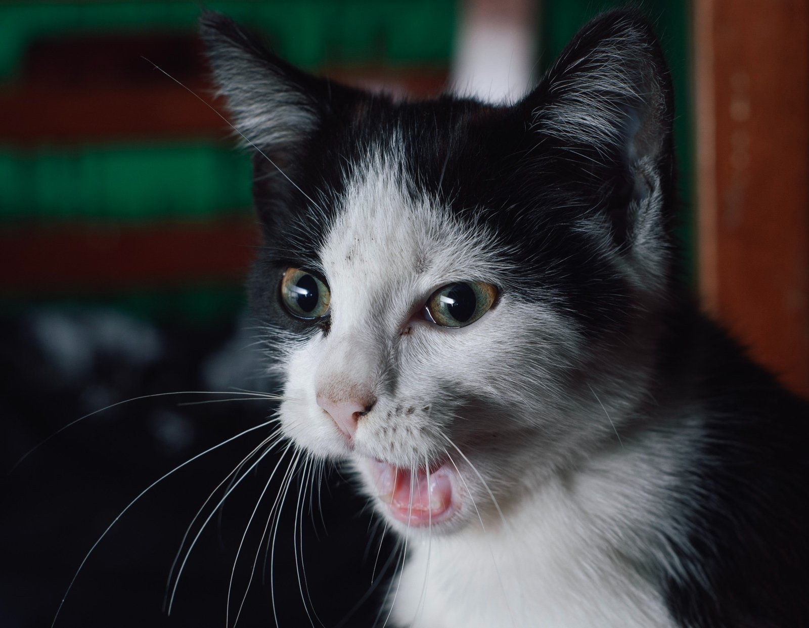 retrato-gatuno2.jpg