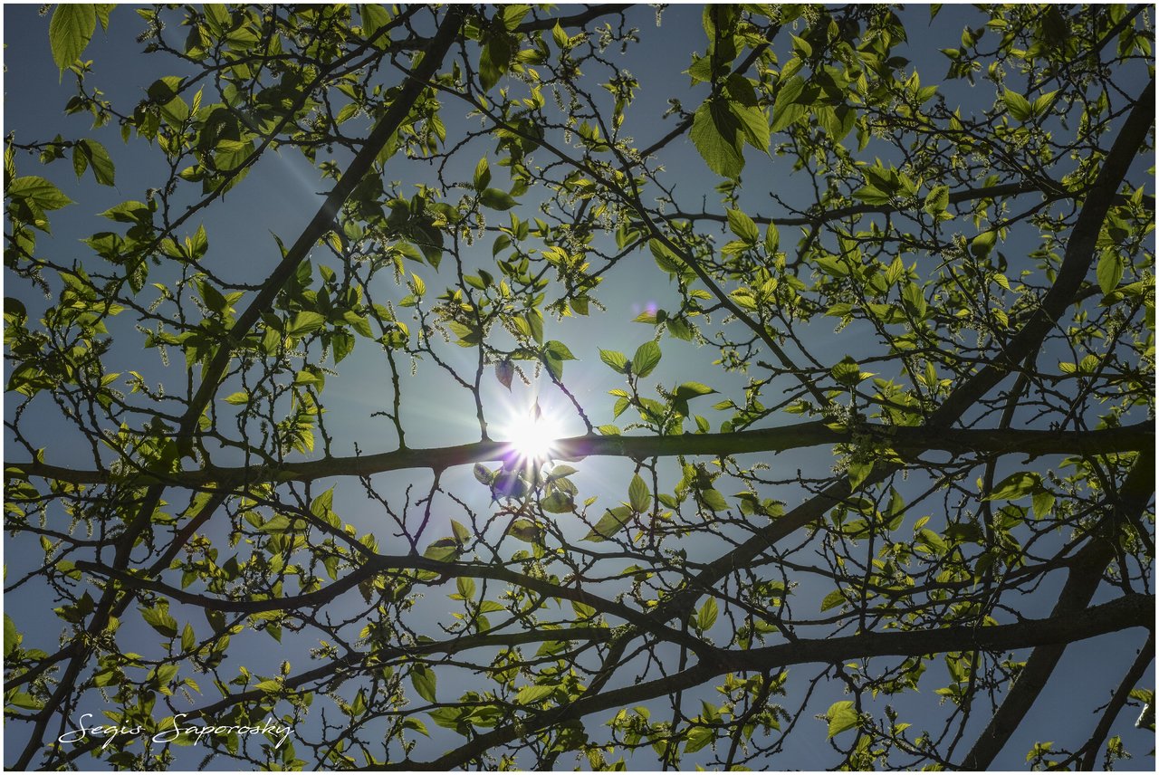 Sol entre ramas.jpg