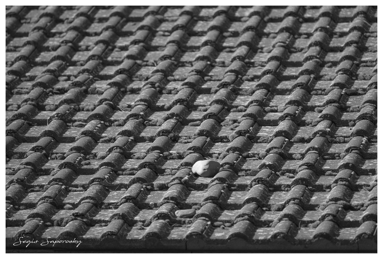 Tirar piedras a tu tejado.jpg