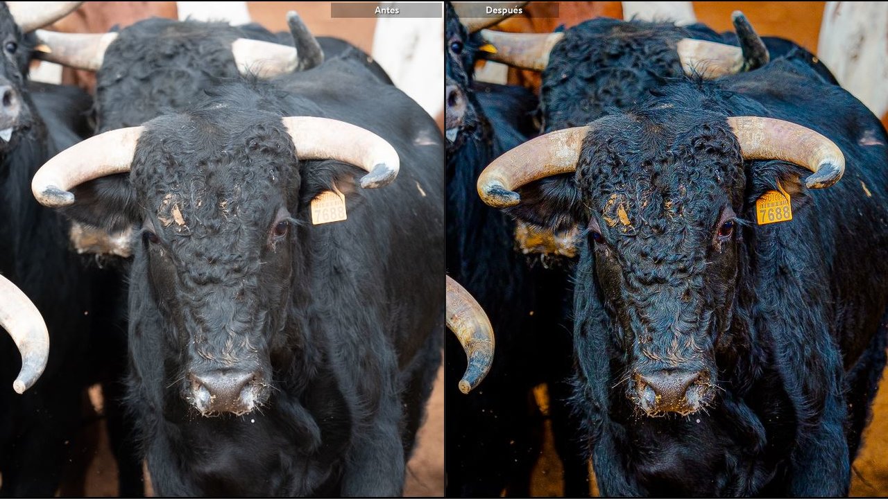 toros.JPG